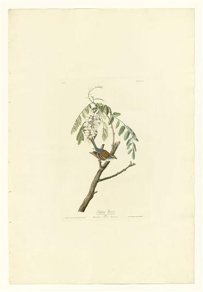 Plate 104 Chipping Sparrow by John James Audubon Naturalism Art