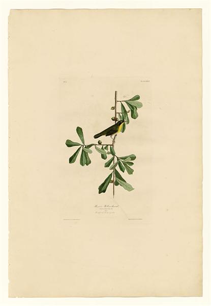 Plate 24. Roscoe&#39;s Yellow-throat by John James Audubon Naturalism Art