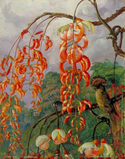 Flowers of a Coral Tree and King of the Flycatchers, Brazil by Marianne North Naturalism Art