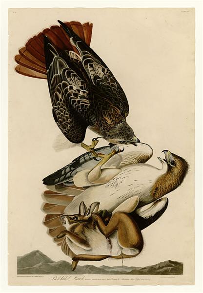 Plate 51. Red-tailed Hawk by John James Audubon Naturalism Art