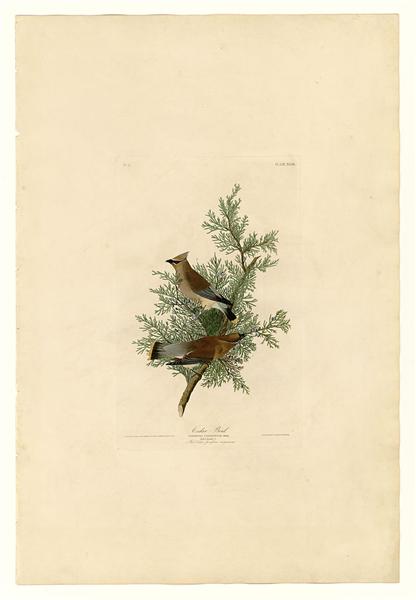 Plate 43. Cedar Bird by John James Audubon Naturalism Art