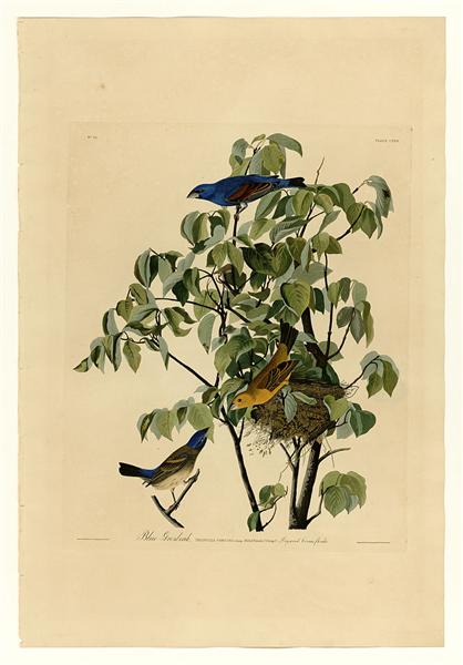 Plate 122 Blue Grosbeak by John James Audubon Naturalism Art