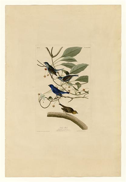 Plate 74 Indigo Bird by John James Audubon Naturalism Art