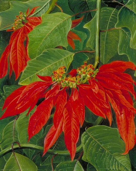 Flor de Pascua or Easter Flower, at Morro Velho, Brazil by Marianne North Naturalism Art dated 1873