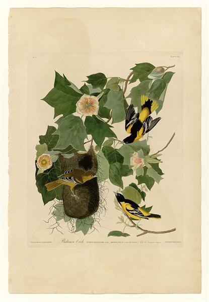 Plate 12. Baltimore Oriole by John James Audubon Naturalism Art