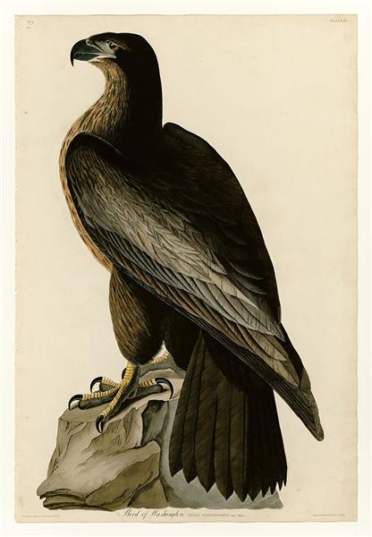 Plate 11. Bird of Washington by John James Audubon Naturalism Art