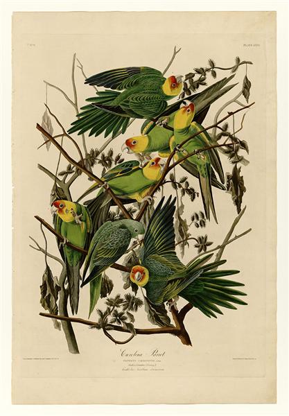 Plate 26. Carolina Parrot by John James Audubon Naturalism Art