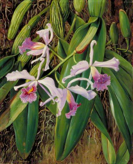 Pink Orchid by Marianne North Naturalism Art