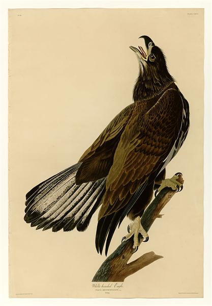 Plate 126 White-headed Eagle by John James Audubon Naturalism Art