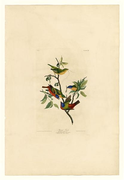 Plate 53. Painted Finch by John James Audubon Naturalism Art