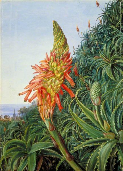 Common Aloe in Flower, Teneriffe by Marianne North Naturalism Art dated 1875