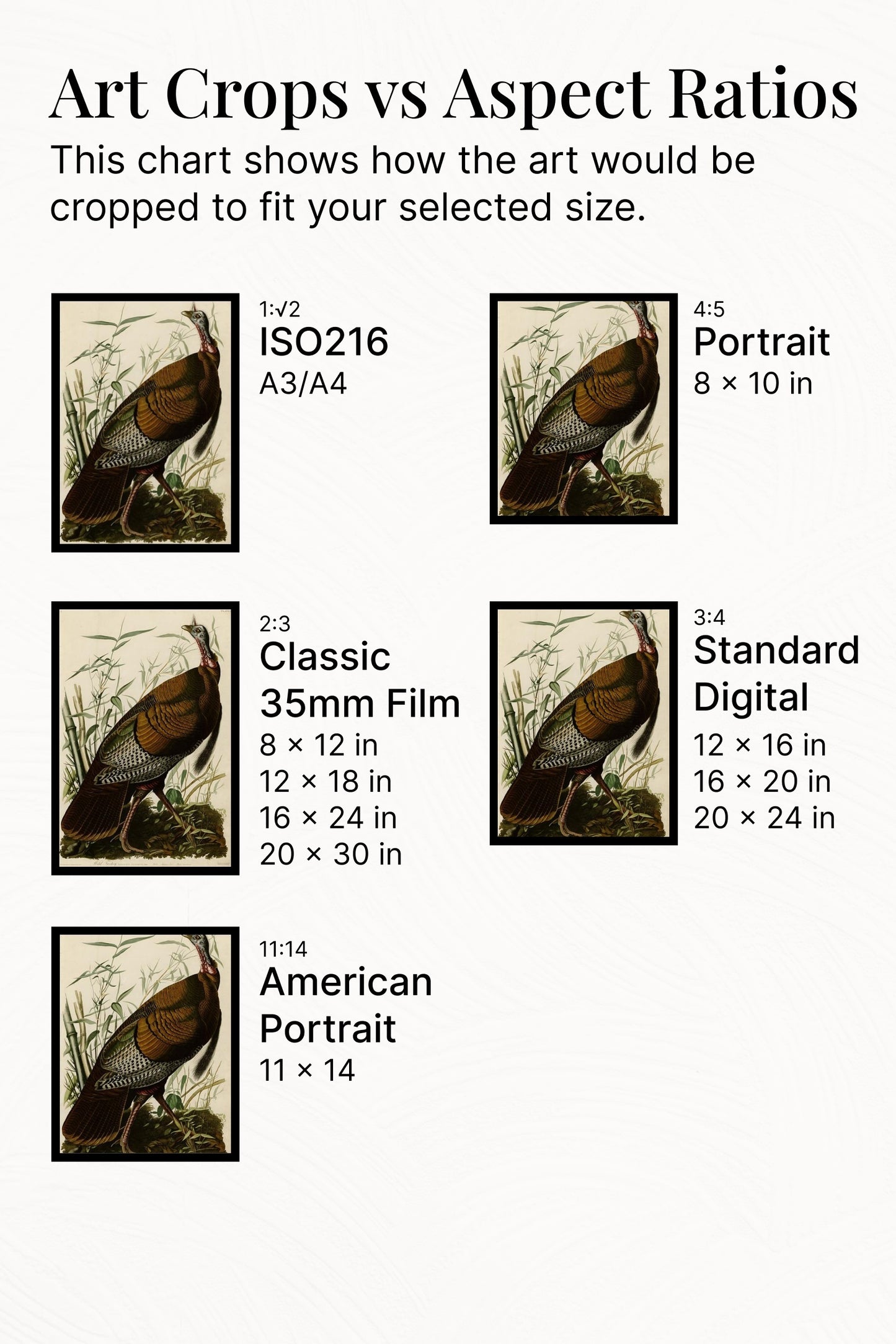 Plate 1. Wild Turkey by John James Audubon Naturalism Art