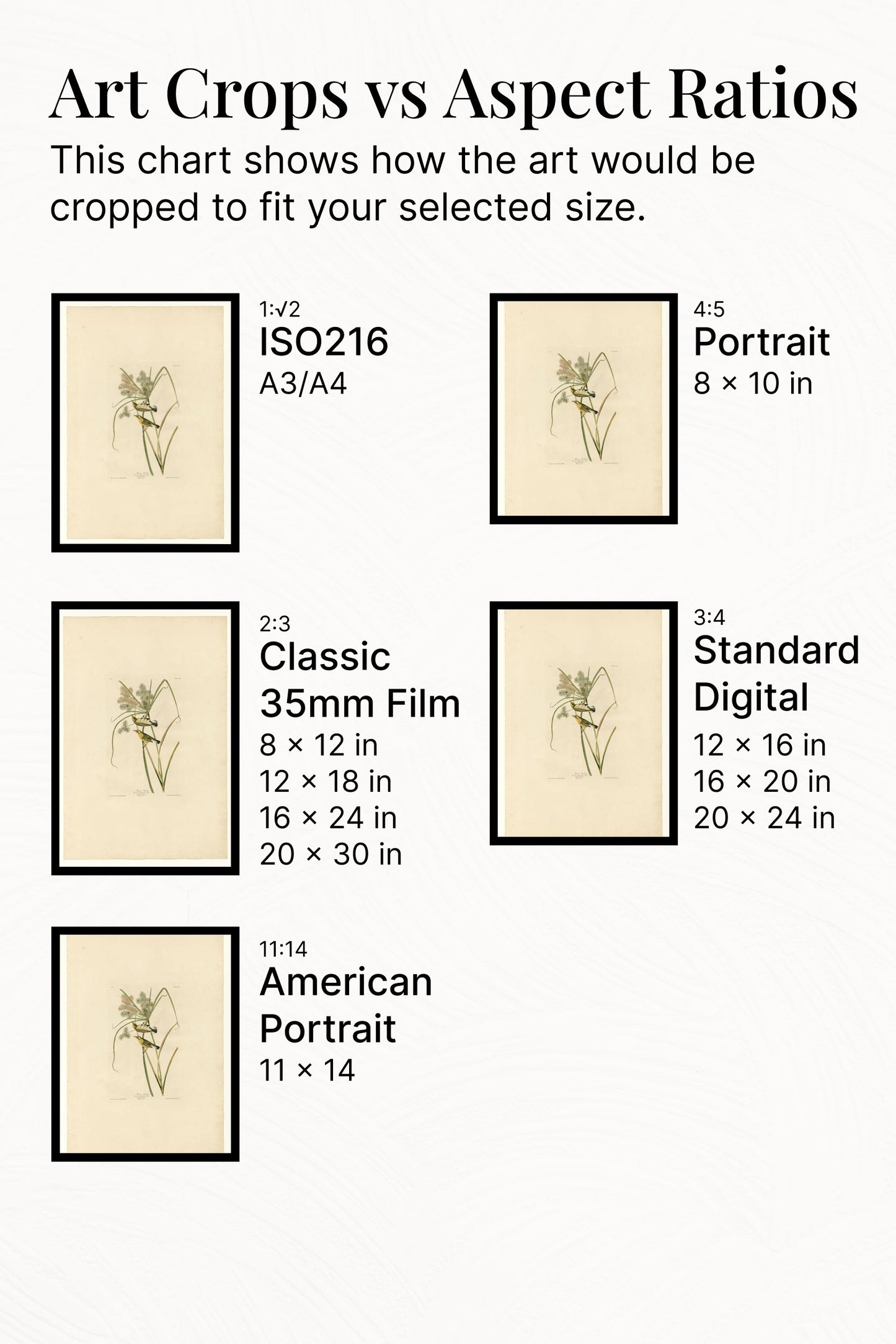 Plate 14. Prairie Warbler by John James Audubon Naturalism Art