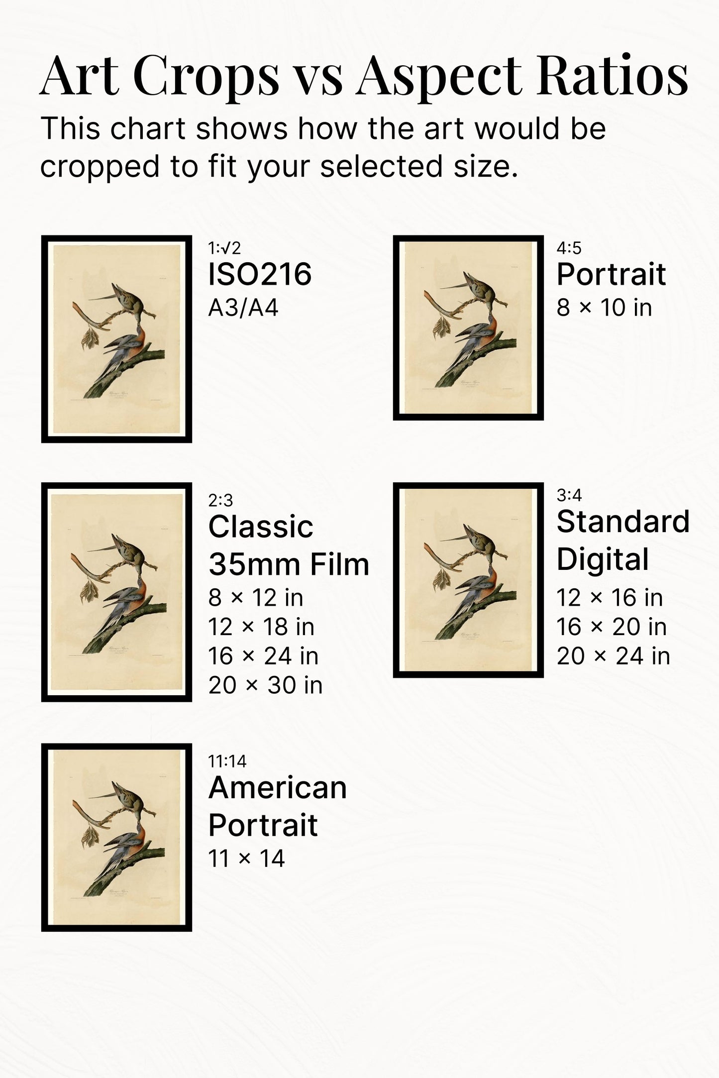 Plate 62. Passenger Pigeon by John James Audubon Naturalism Art