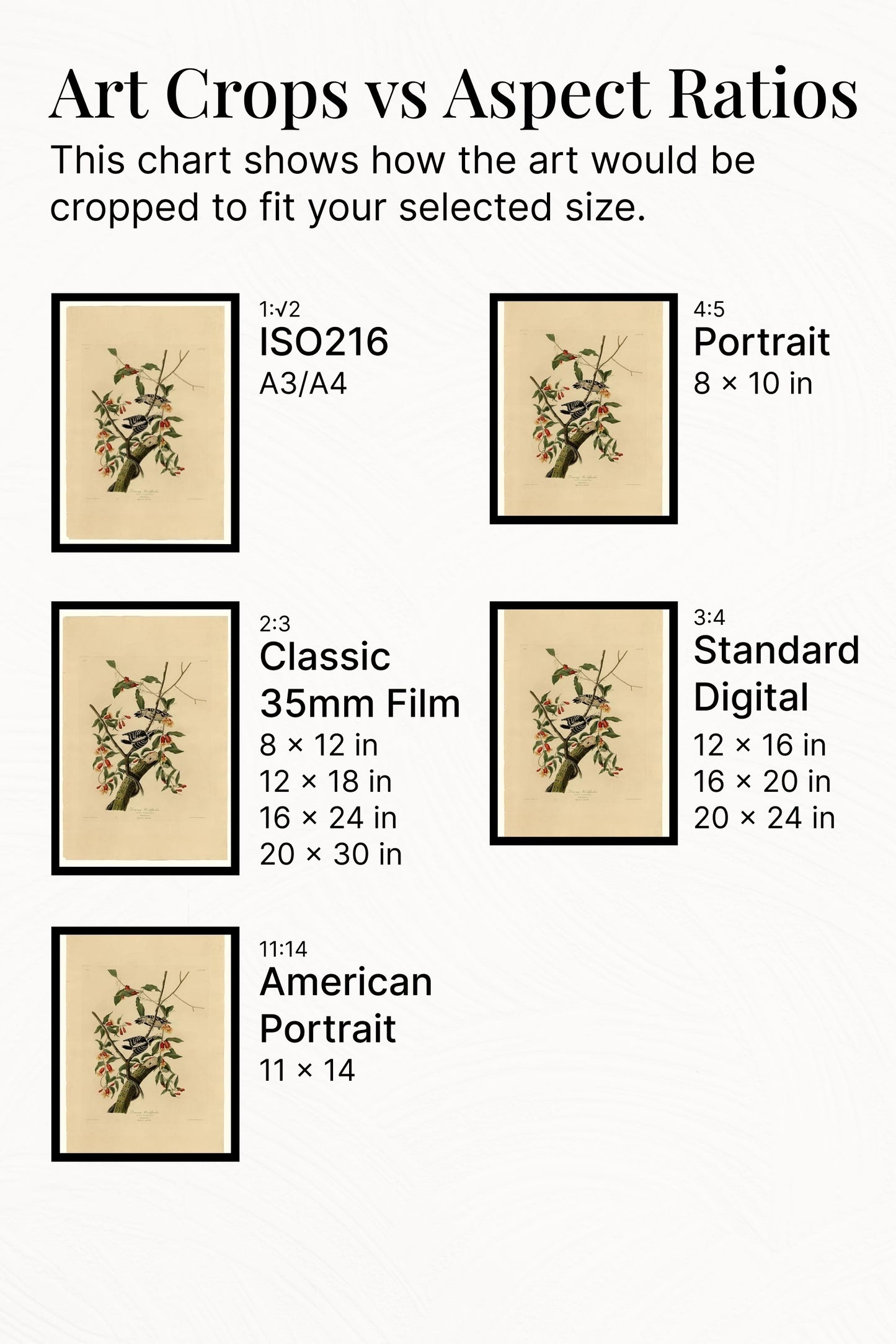 Plate 112 Downy Woodpecker by John James Audubon Naturalism Art