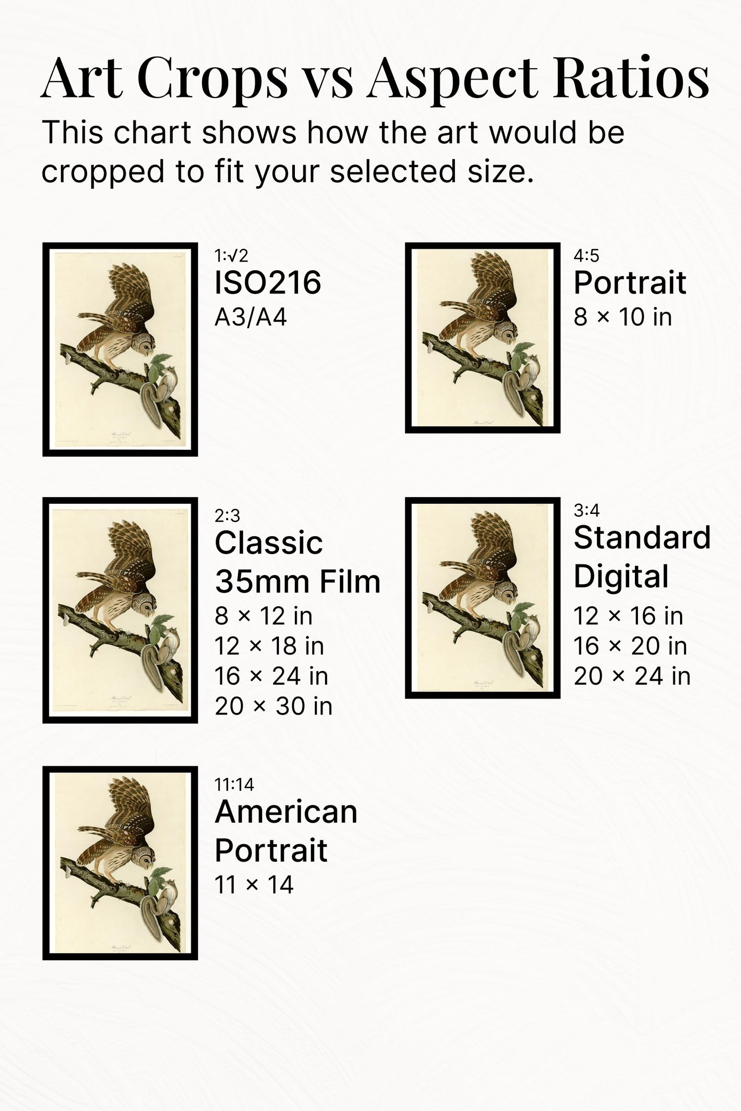 Plate 46. Barred Owl by John James Audubon Naturalism Art