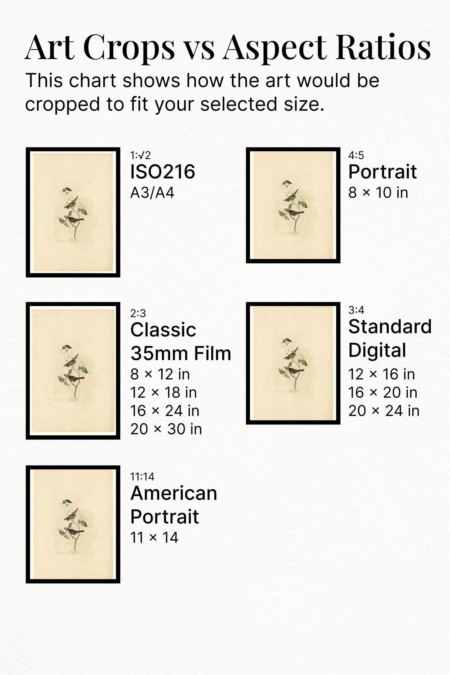 Plate 8 White throated Sparrow by John James Audubon Naturalism Art