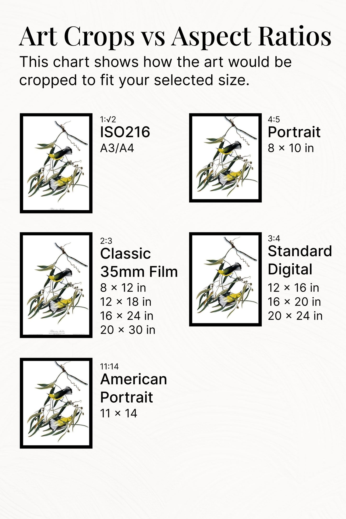 Plate 3. Prothonotary Warbler by John James Audubon Naturalism Art