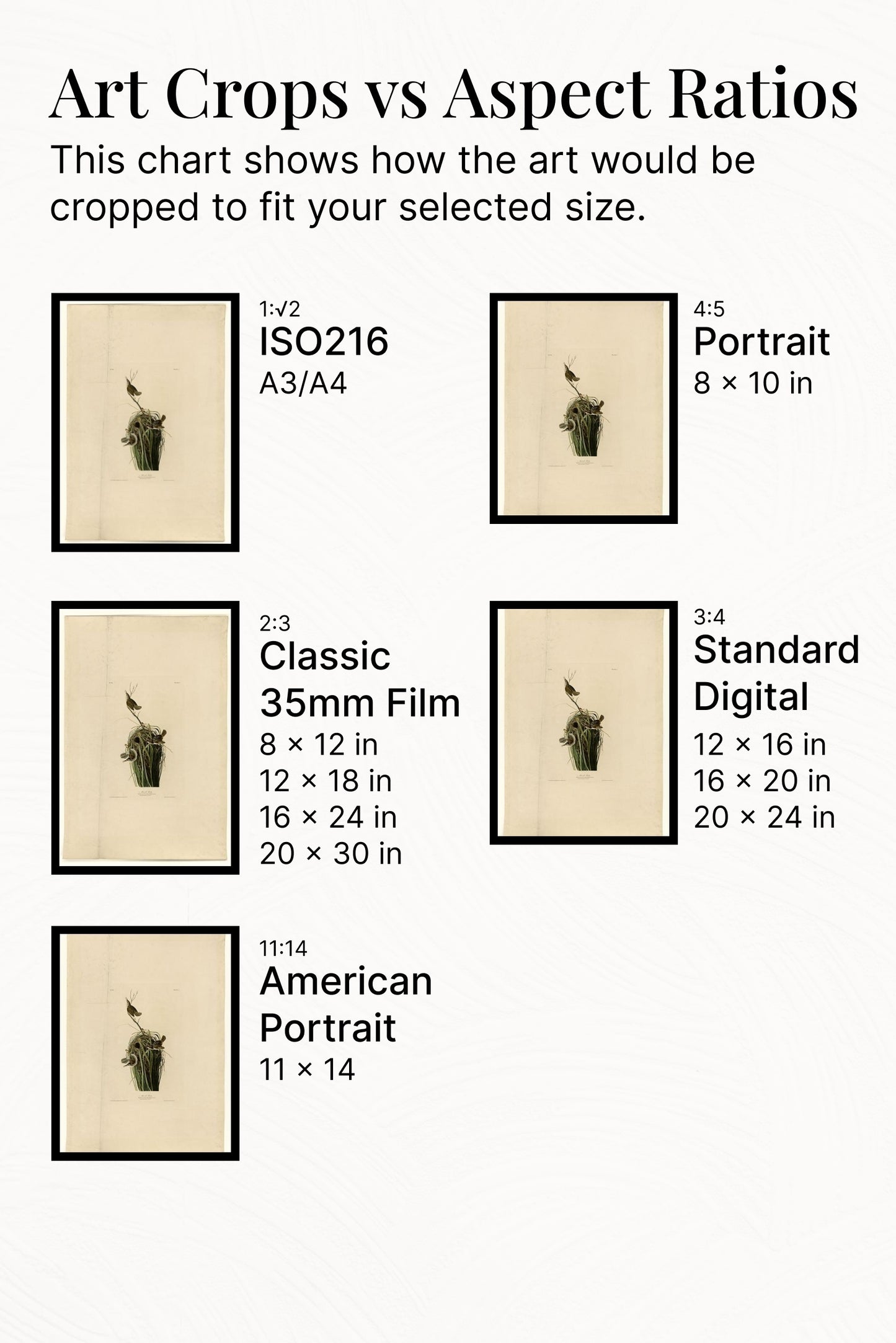 Plate 100 Marsh Wren by John James Audubon Naturalism Art