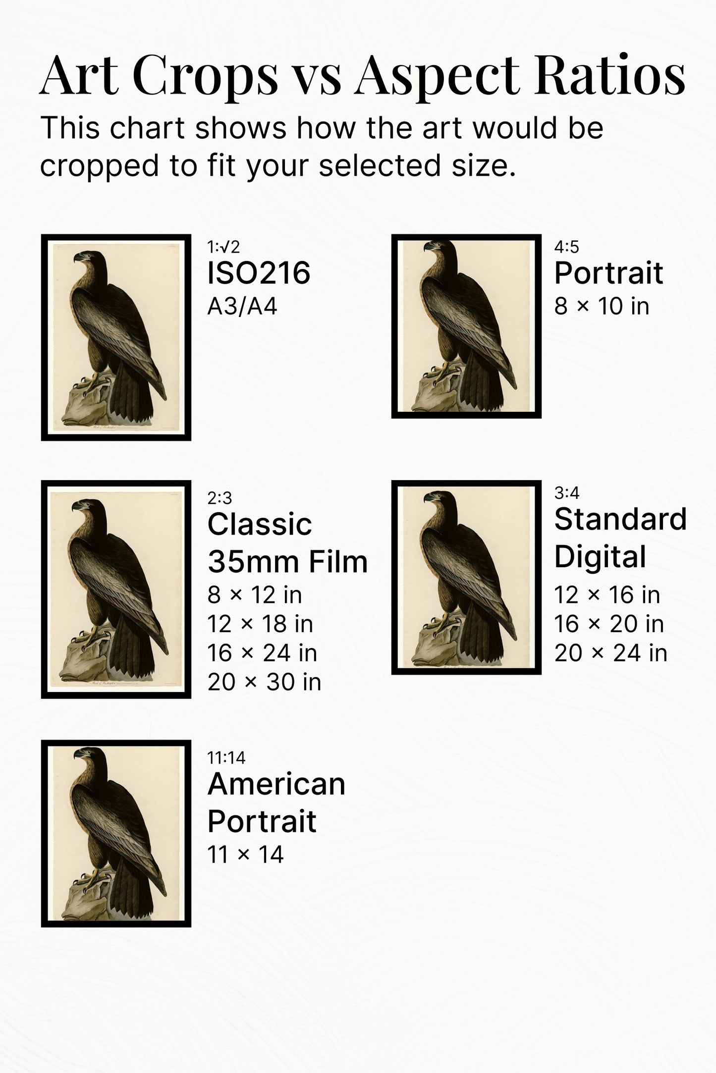 Plate 11. Bird of Washington by John James Audubon Naturalism Art