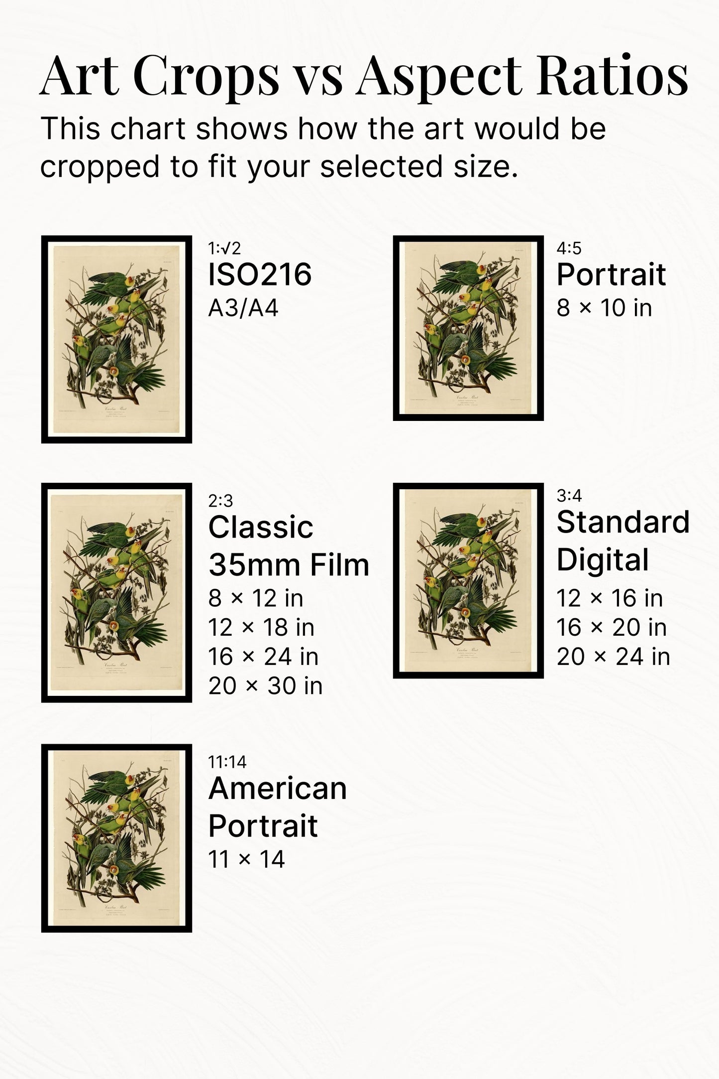 Plate 26. Carolina Parrot by John James Audubon Naturalism Art