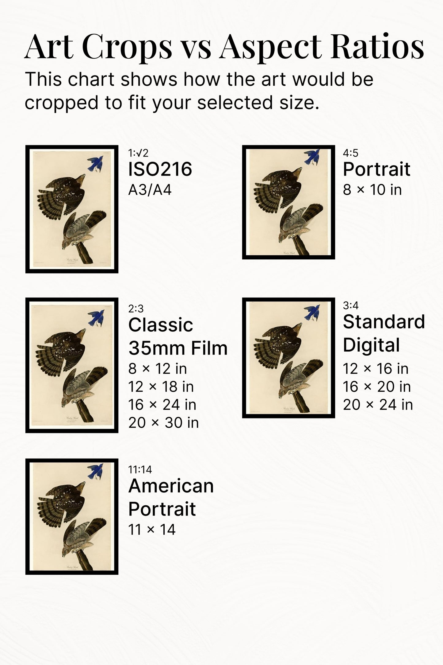 Plate 36. Stanley Hawk by John James Audubon Naturalism Art