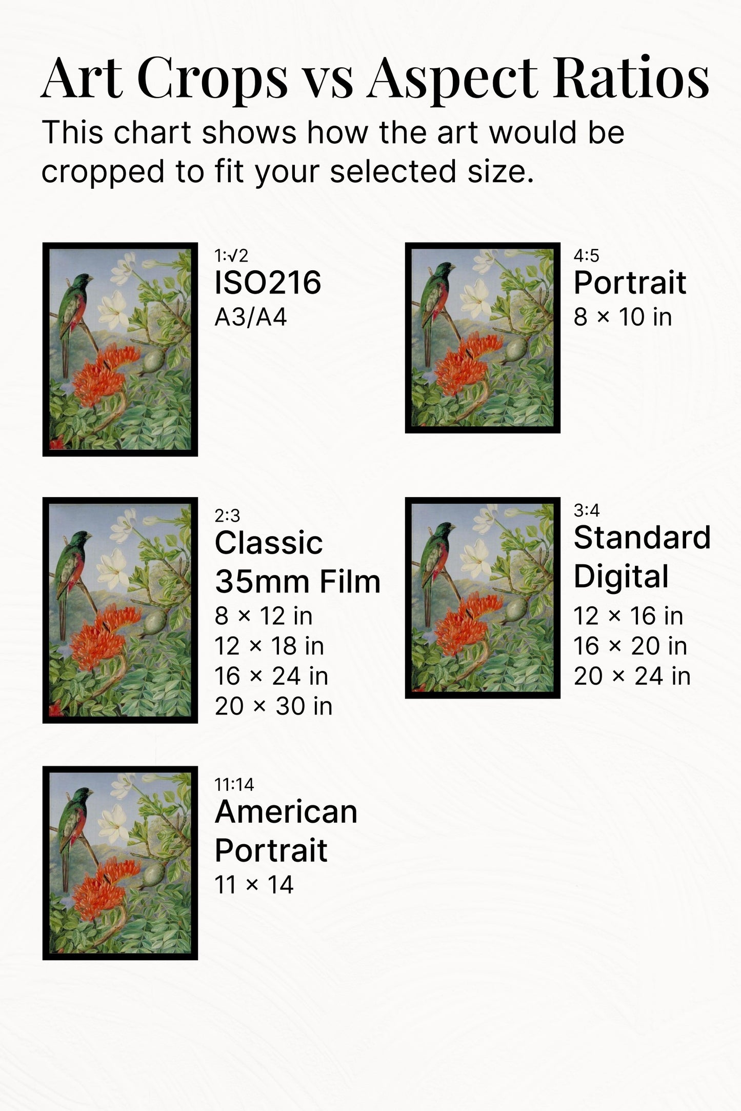 Two Flowering Shrubs of Natal and a Trogon by Marianne North Naturalism Art dated 1882