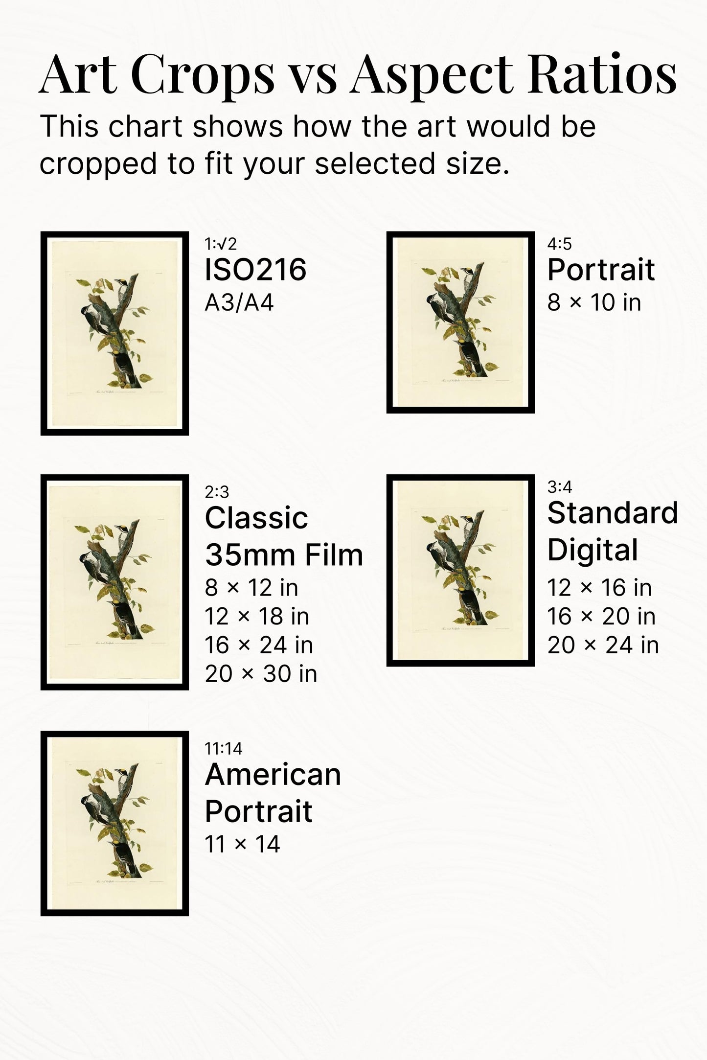 Plate 132 Three-toed Woodpecker by John James Audubon Naturalism Art