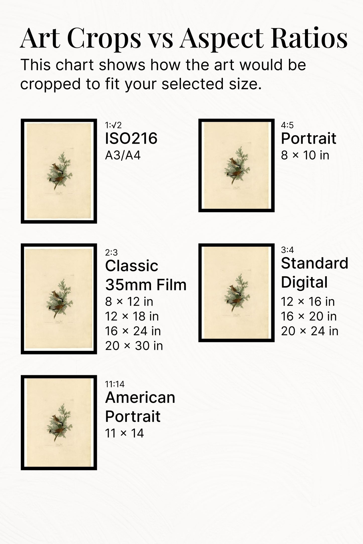 Plate 43. Cedar Bird by John James Audubon Naturalism Art