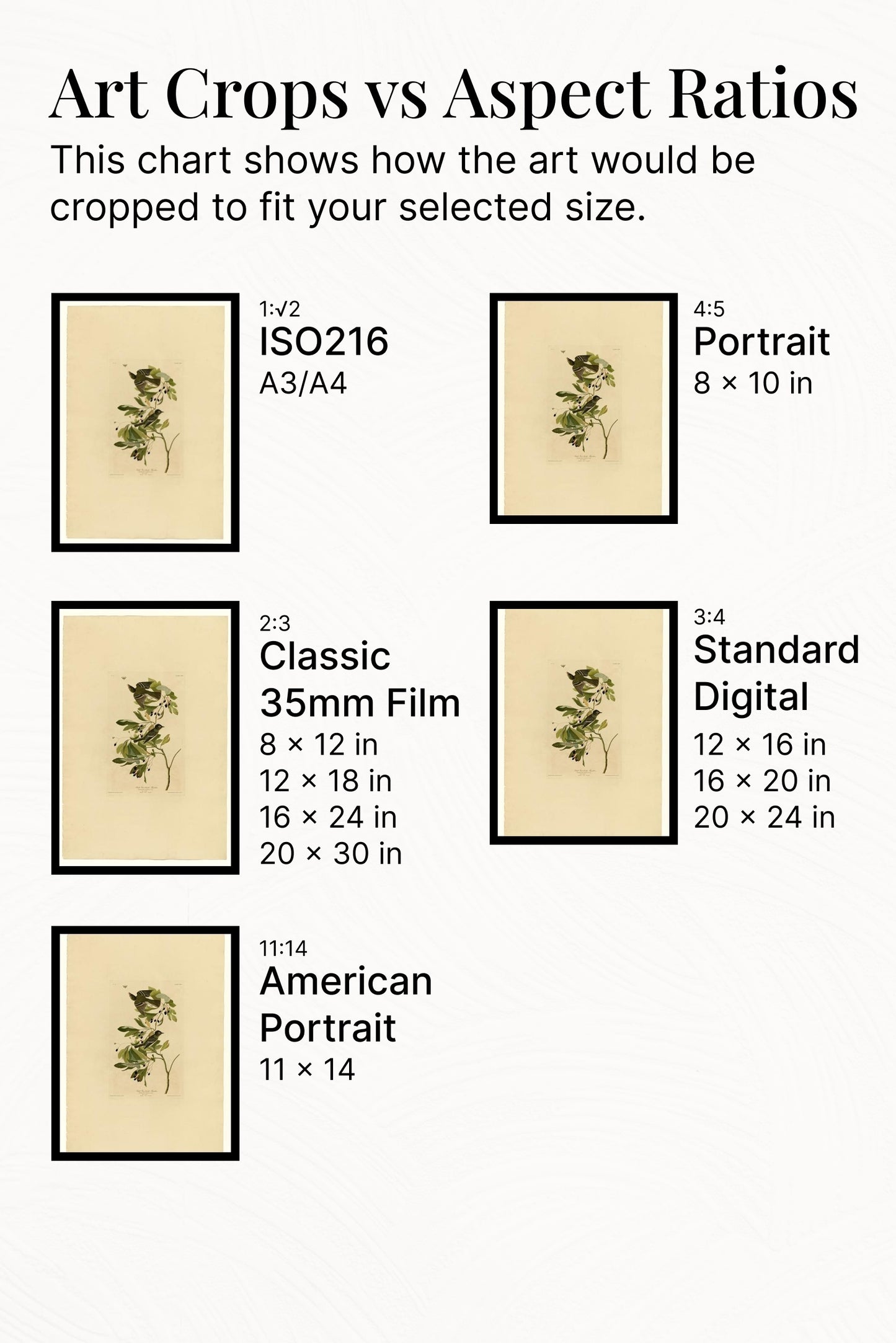 Plate 144 Small Green Crested Flycatcher by John James Audubon Naturalism Art