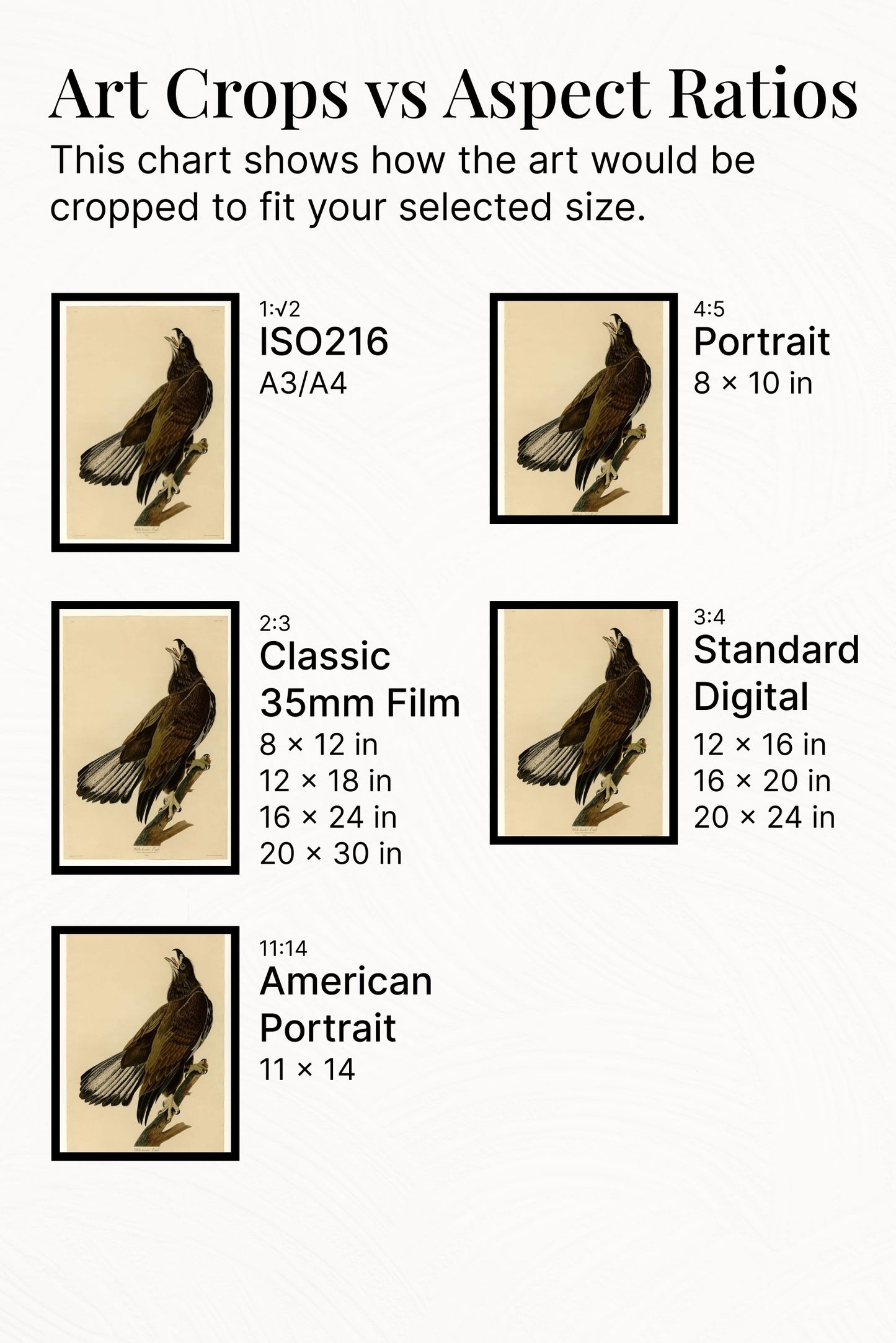 Plate 126 White-headed Eagle by John James Audubon Naturalism Art