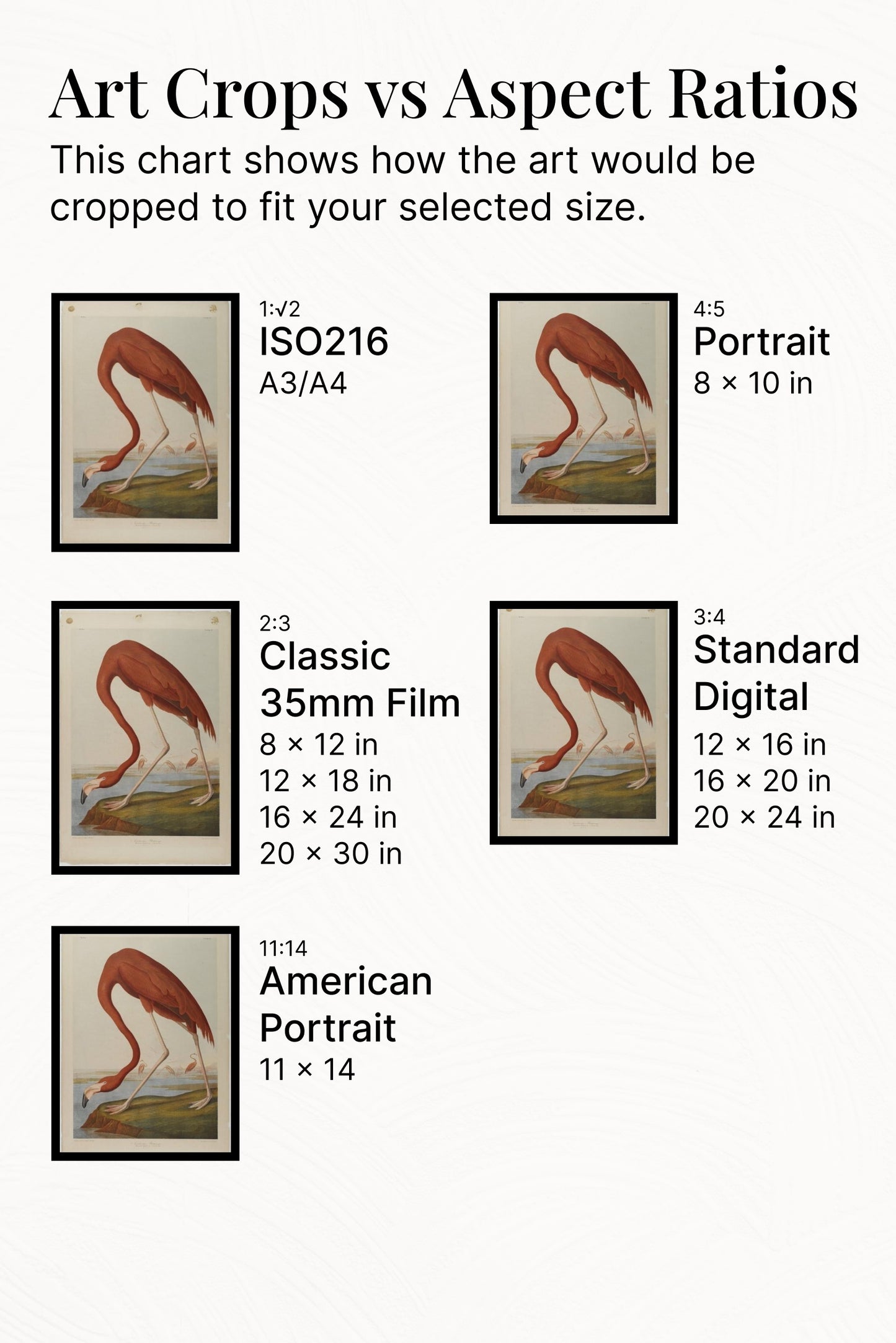 American Flamingo by John James Audubon Naturalism Art dated 1864