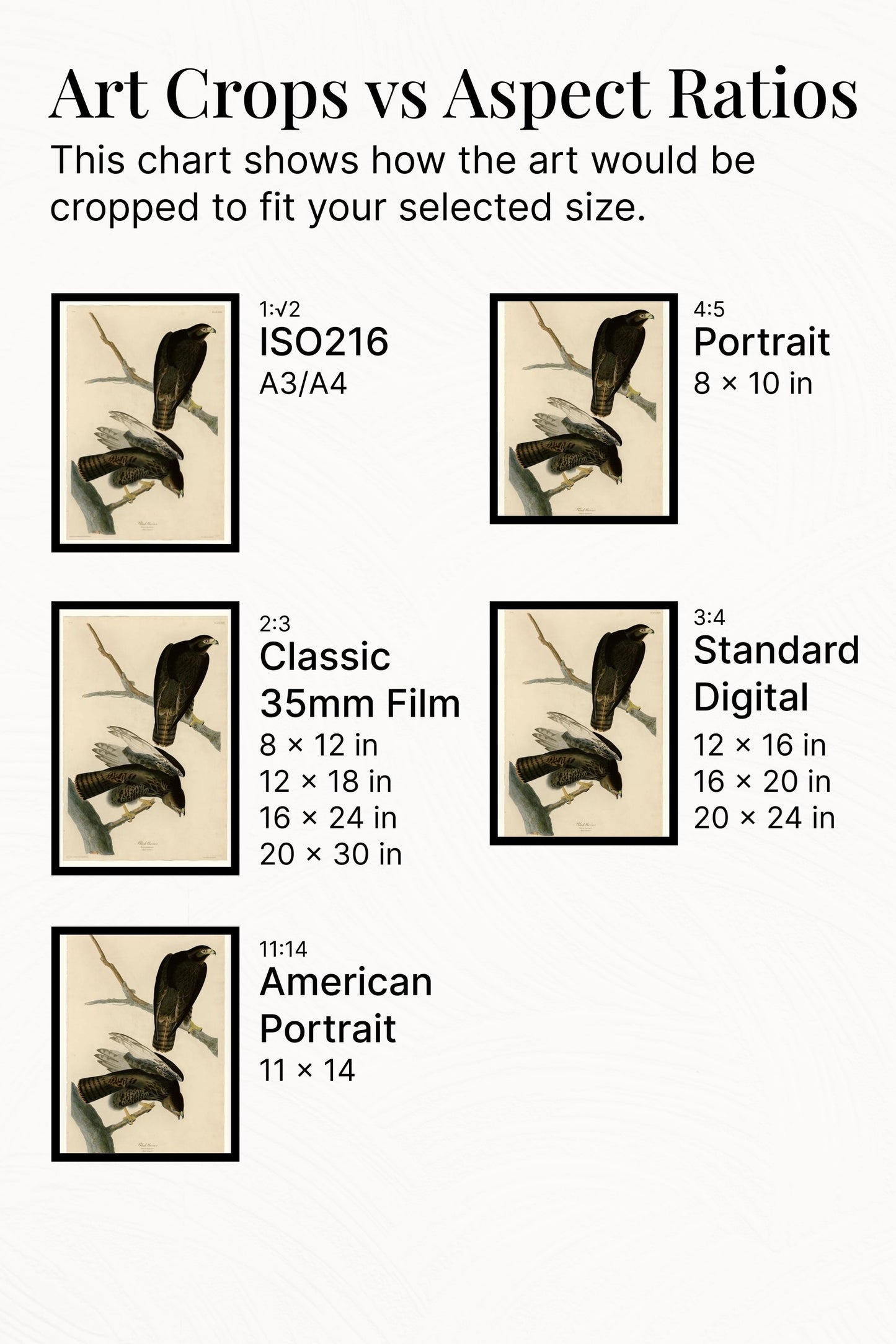 Plate 86 Black Warrior by John James Audubon Naturalism Art