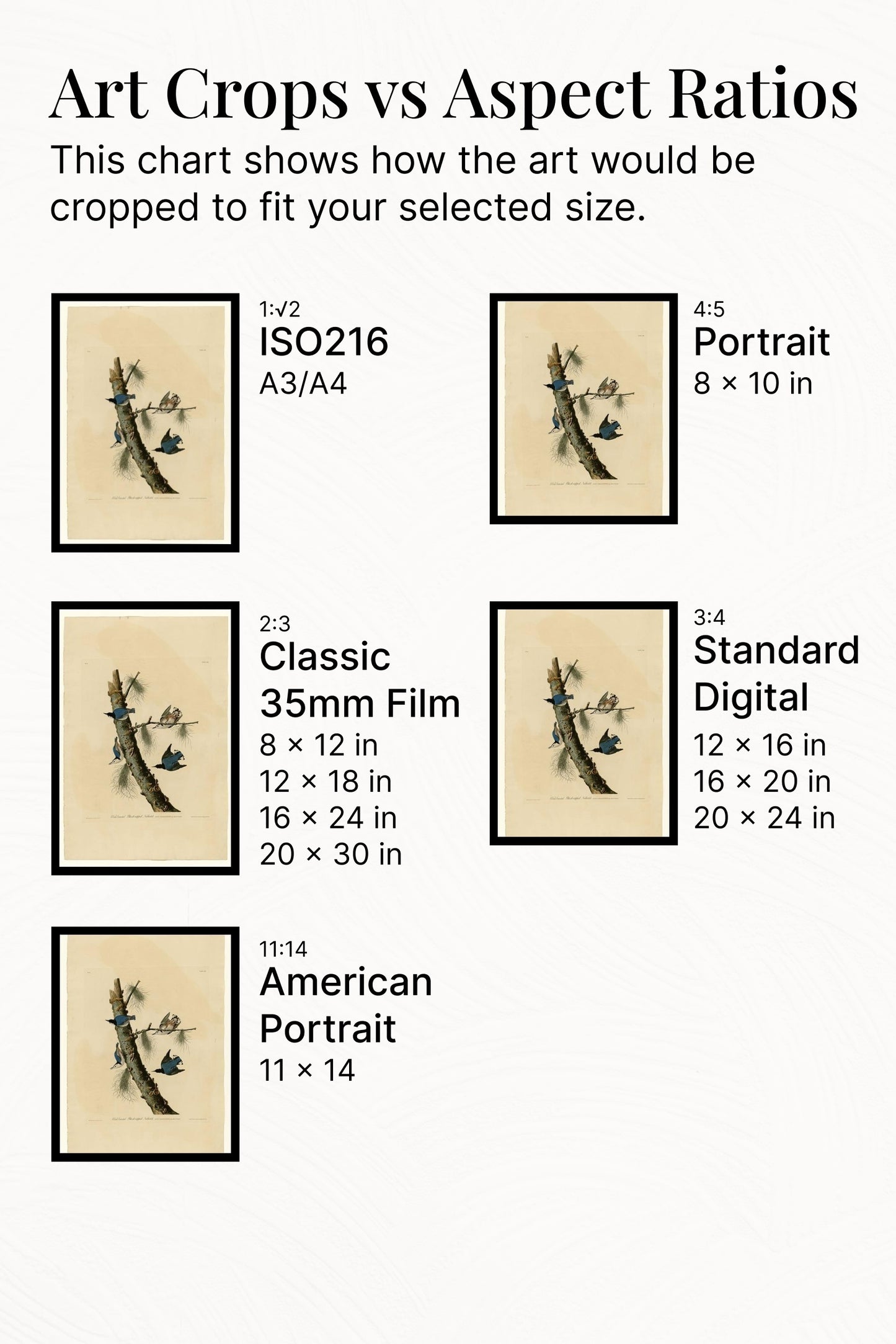 Plate 152 White-breasted Black-capped Nuthatch by John James Audubon Naturalism Art