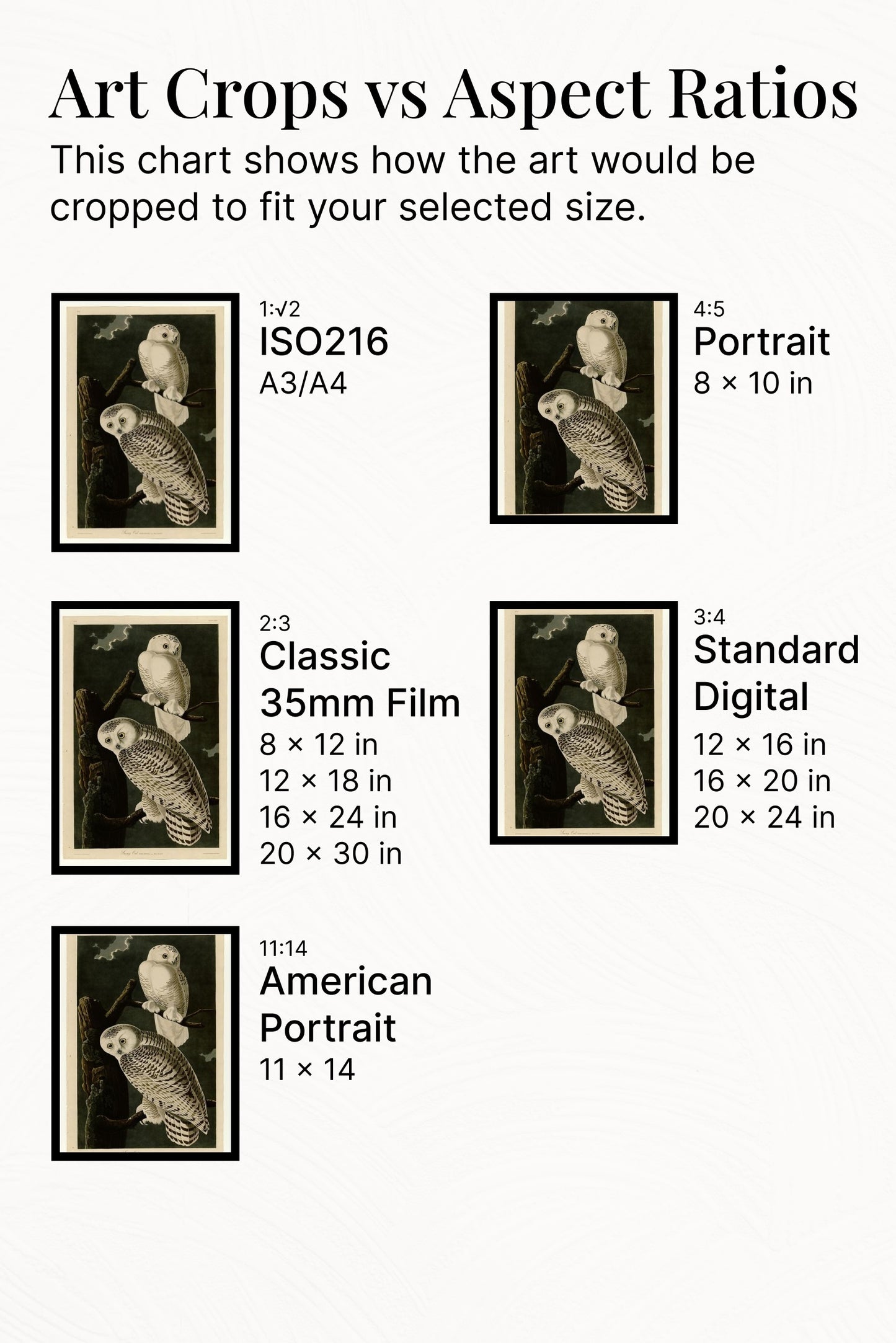 Plate 121 Snowy Owl by John James Audubon Naturalism Art