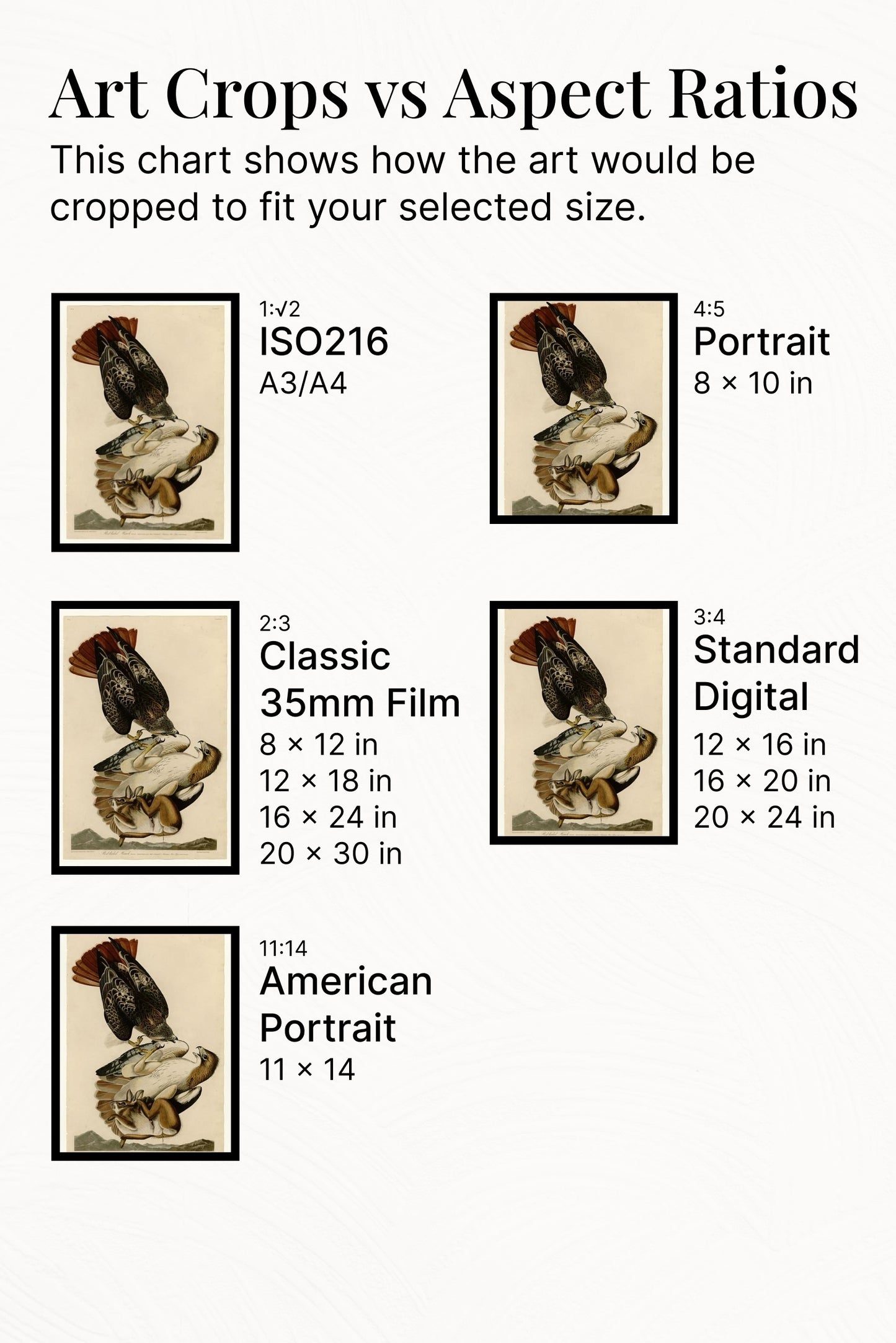 Plate 51. Red-tailed Hawk by John James Audubon Naturalism Art