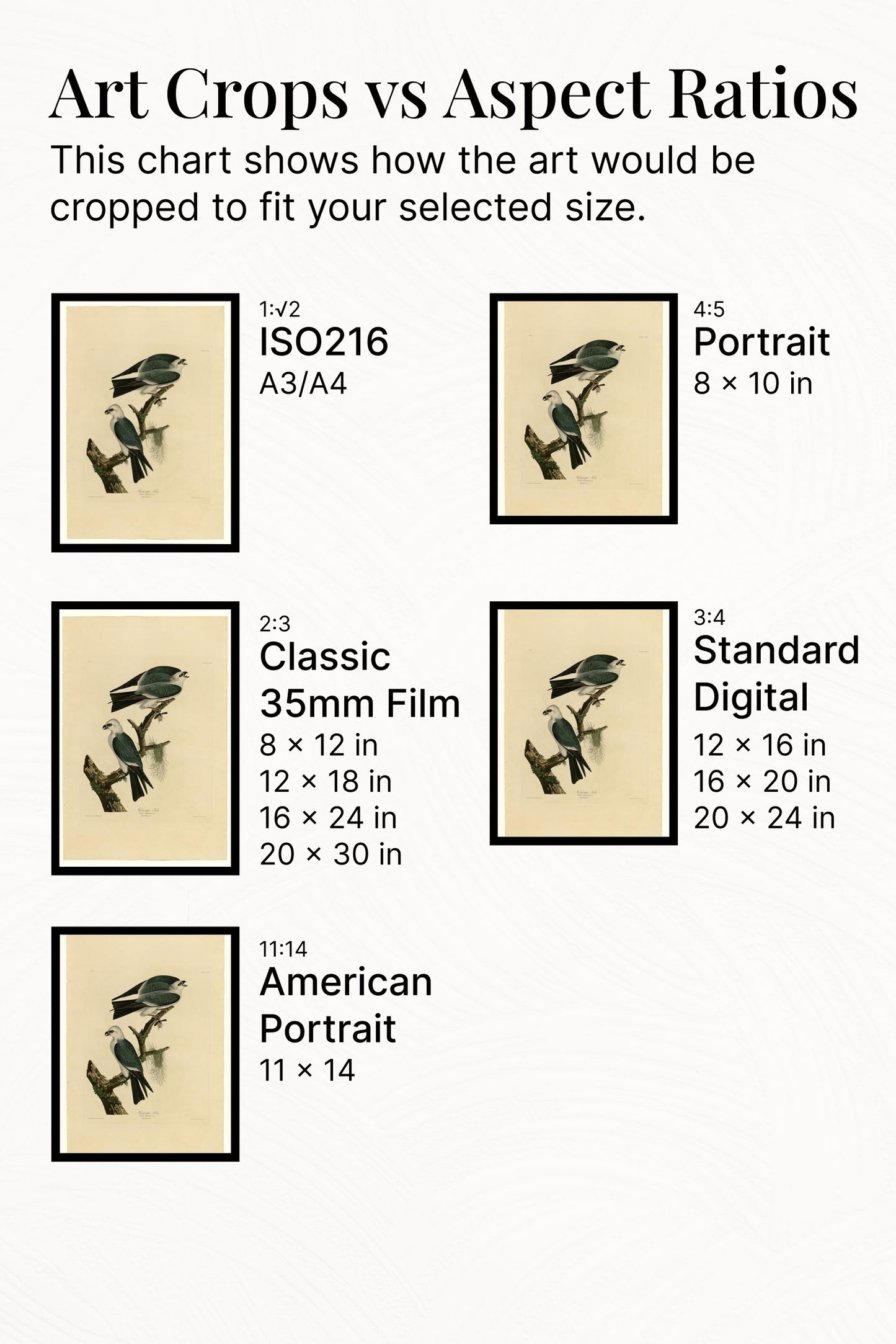 Plate 117 Mississippi Kite by John James Audubon Naturalism Art