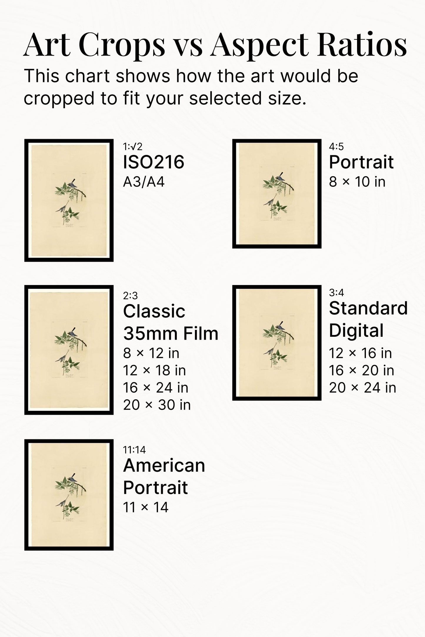 Plate 84 Blue-Grey Fly-catcher by John James Audubon Naturalism Art