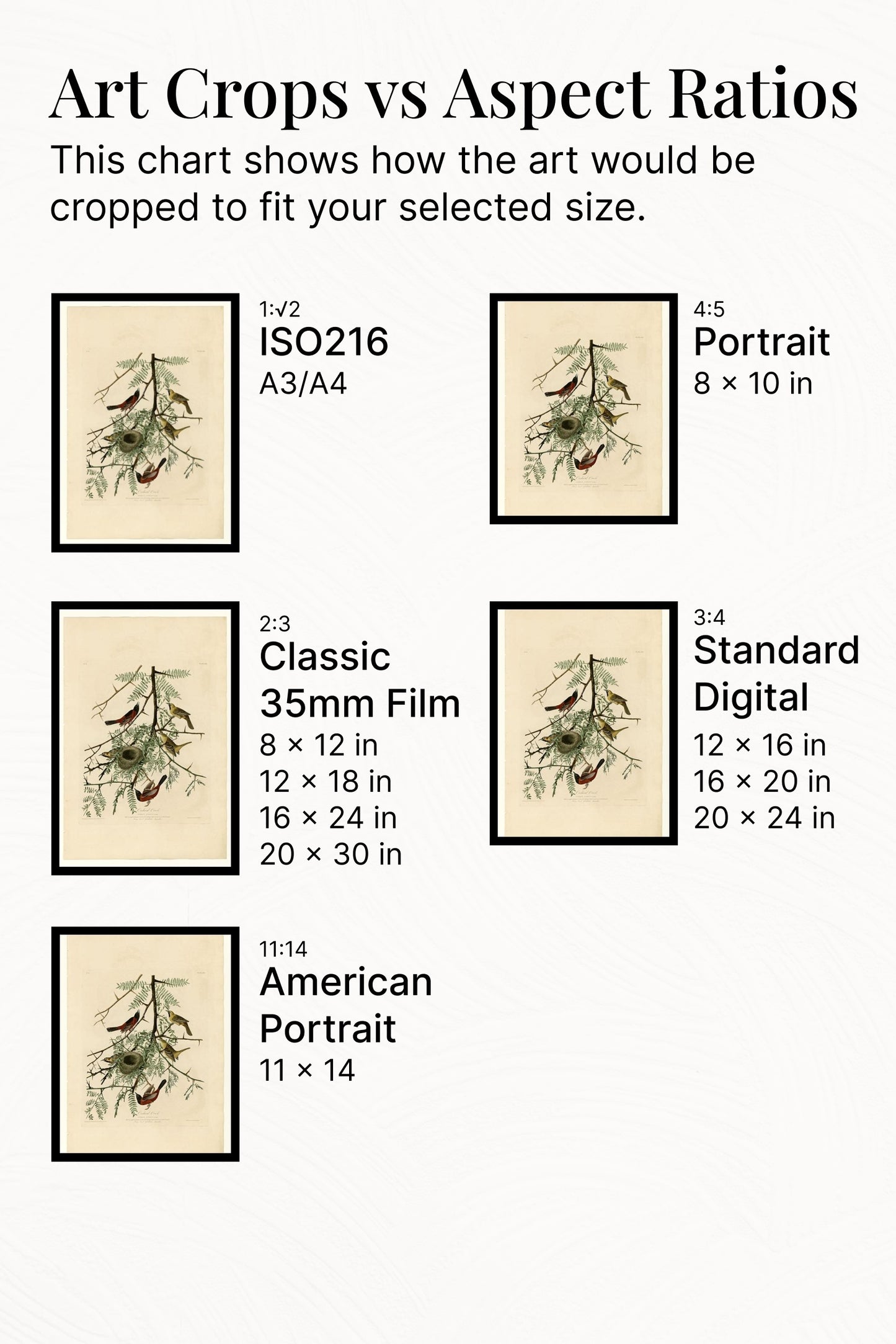 Plate 42. Orchard Oriole by John James Audubon Naturalism Art