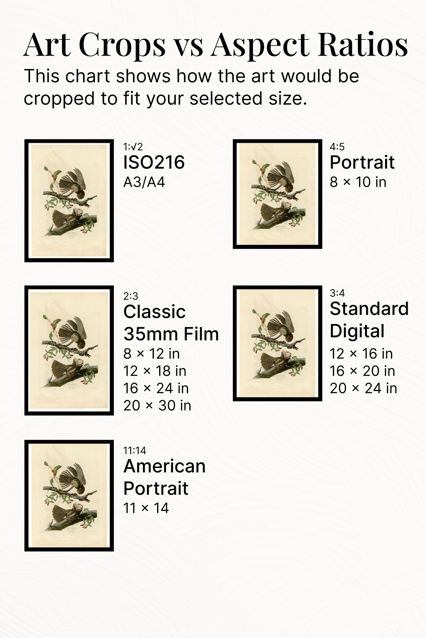 Plate 52. Chuck-will&#39;s Widow by John James Audubon Naturalism Art