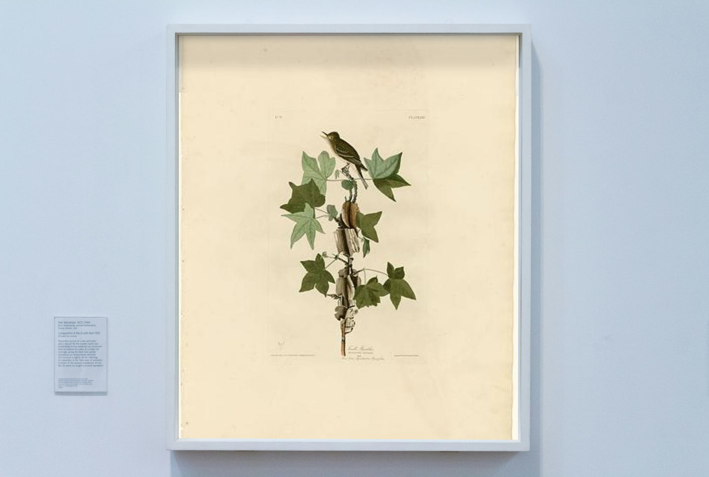 Plate 45. Traill&#39;s Flycatcher by John James Audubon Naturalism Art