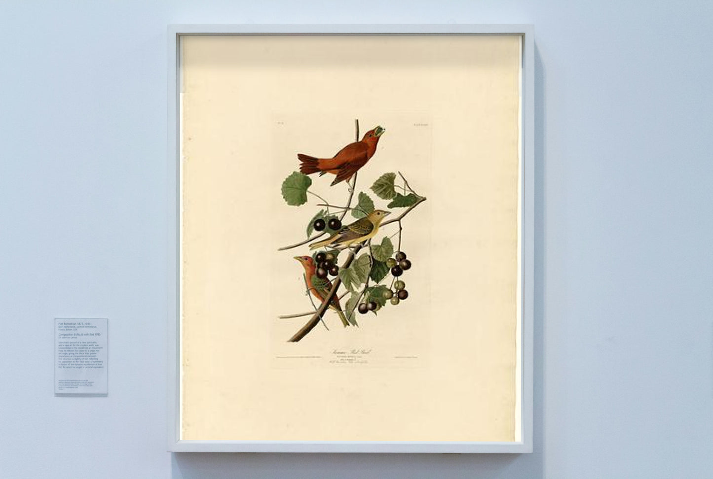 Plate 44. Summer Red Bird by John James Audubon Naturalism Art