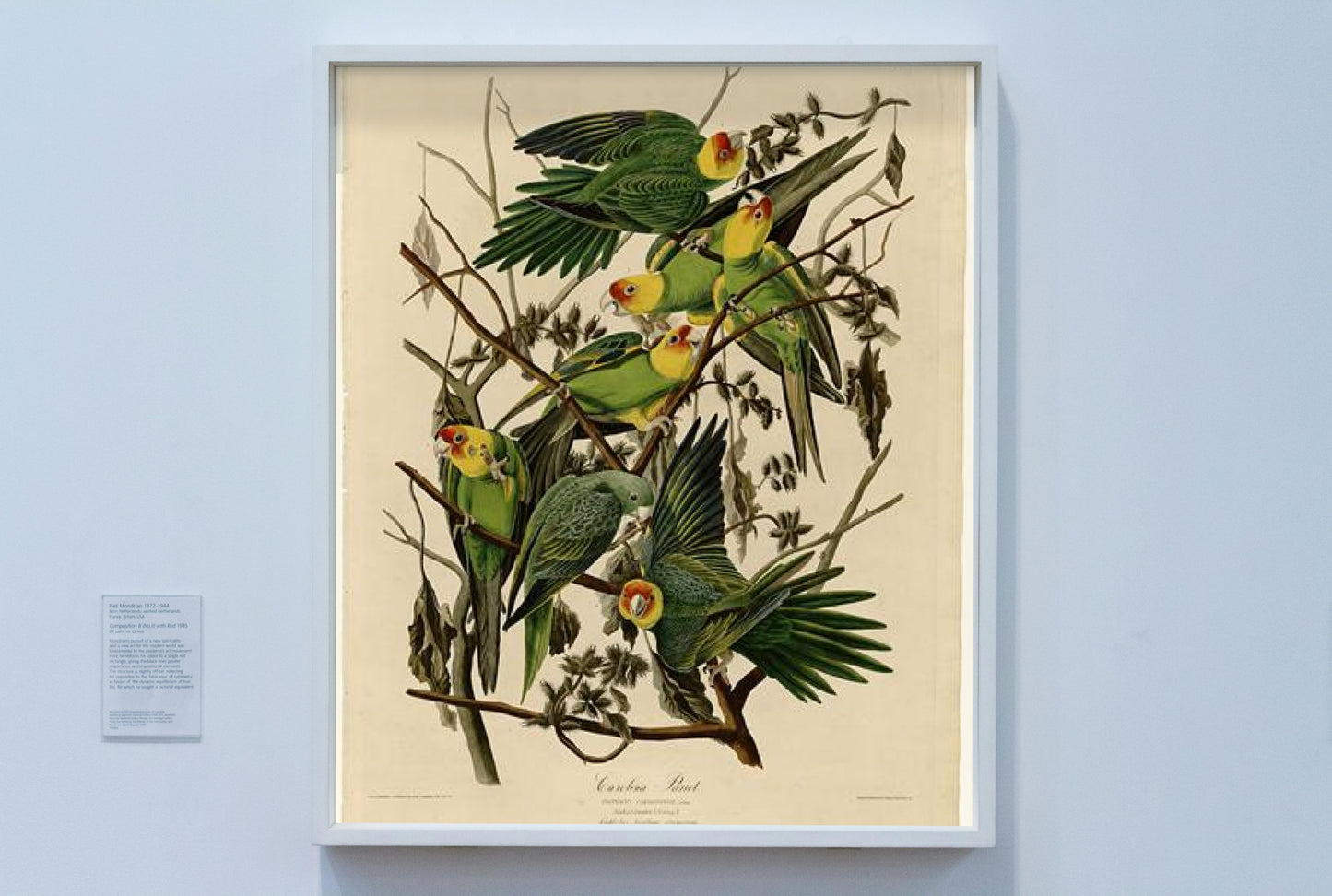 Plate 26. Carolina Parrot by John James Audubon Naturalism Art