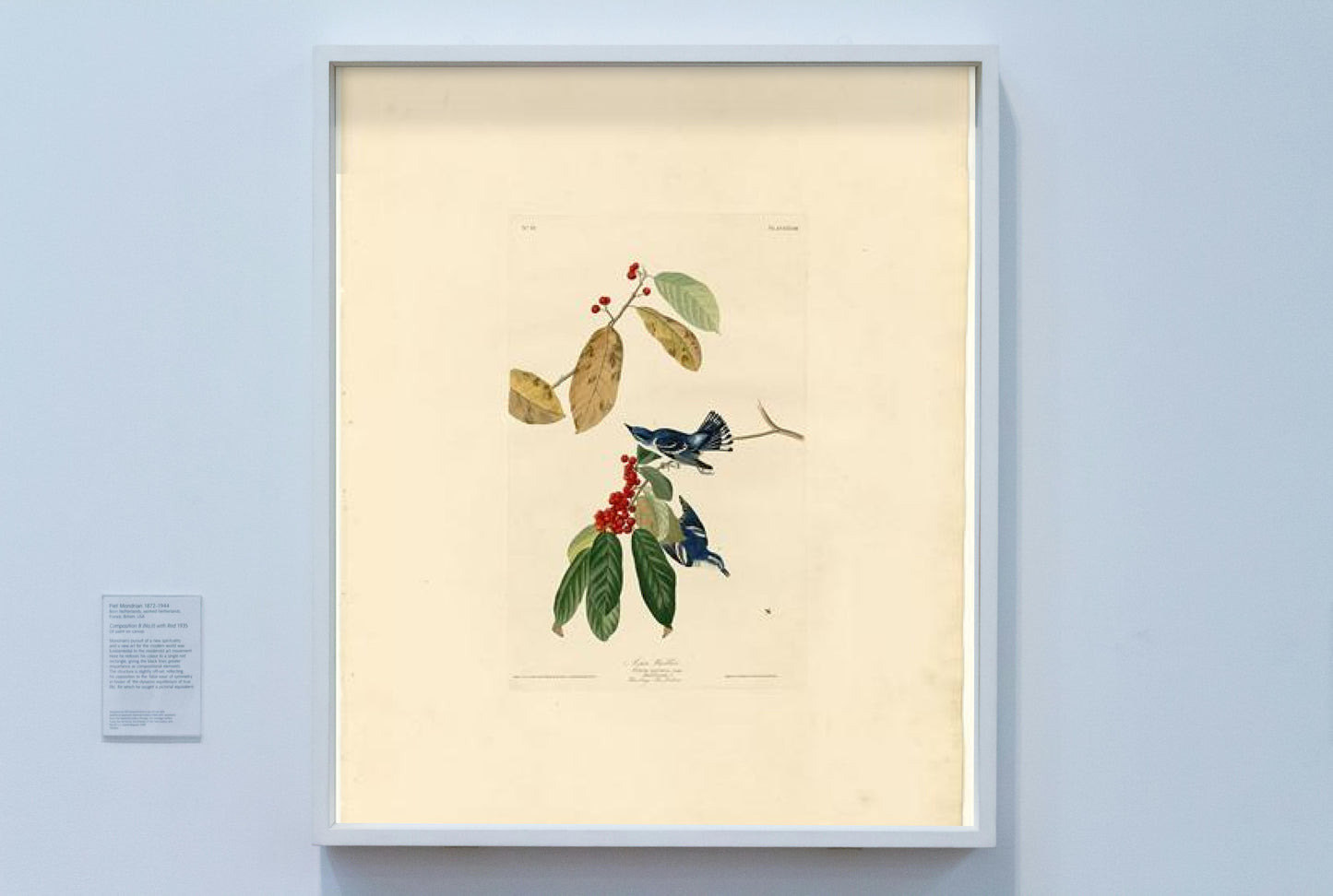 Plate 48. Azure Warbler by John James Audubon Naturalism Art