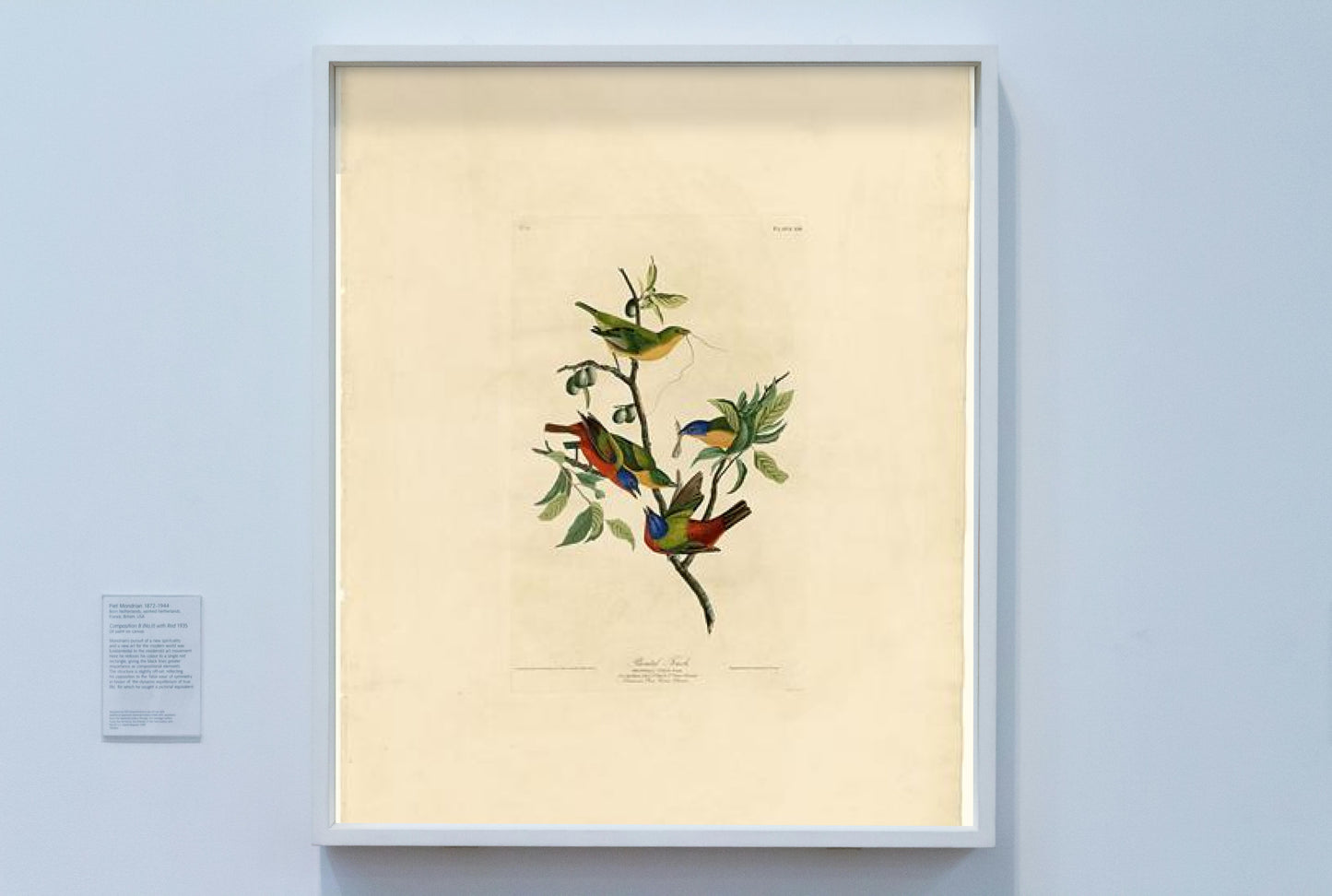 Plate 53. Painted Finch by John James Audubon Naturalism Art