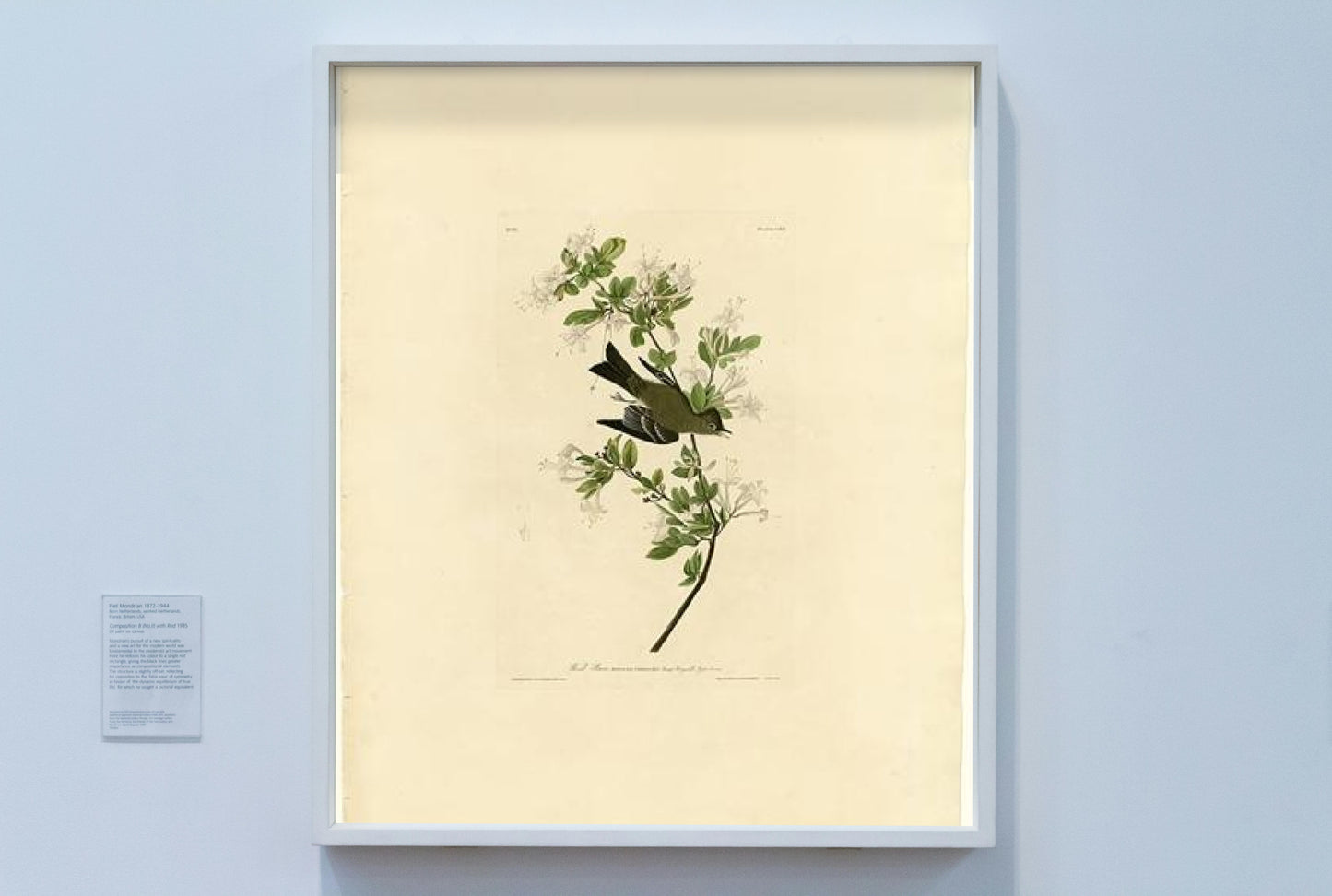 Plate 115 Wood Pewee by John James Audubon Naturalism Art