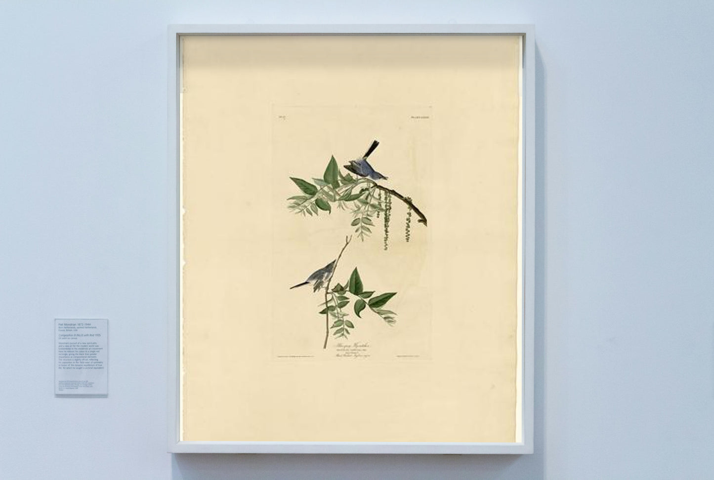 Plate 84 Blue-Grey Fly-catcher by John James Audubon Naturalism Art