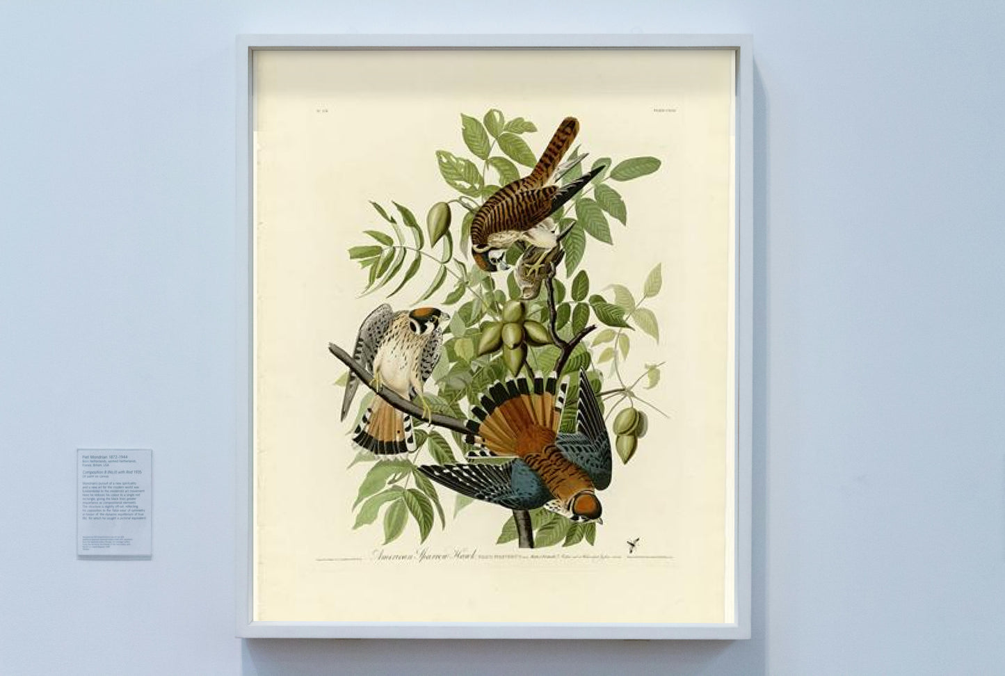 Plate 142 American Sparrow Hawk by John James Audubon Naturalism Art