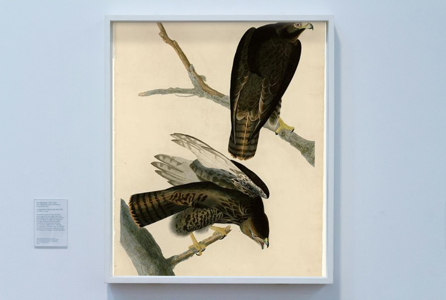 Plate 86 Black Warrior by John James Audubon Naturalism Art