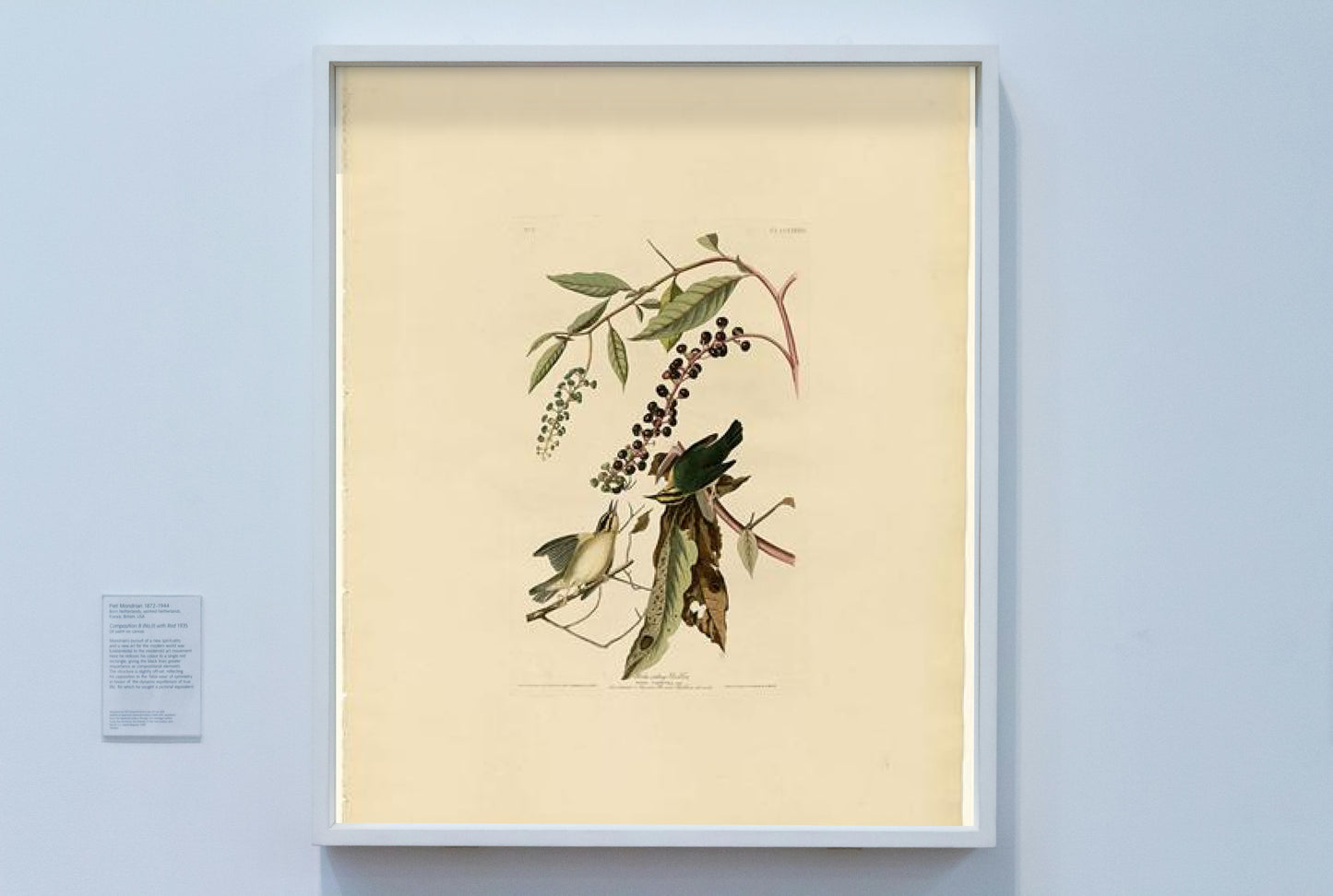 Plate 34. Worm eating Warbler by John James Audubon Naturalism Art